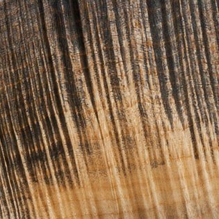 Black Feather - Flamed Maple