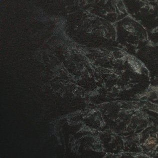 Black Burst (Maple Burl)